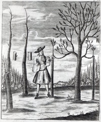 园艺和植物病害，来自Heinrich Hesse的&39;Neue Garten-lust&39;的插图，1696年 作者 德国学校