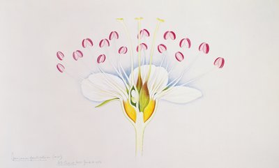 科利尼的加斯帕德，1884-90 作者 德国学校
