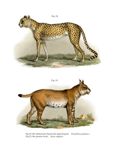 Gepard，1860年 作者 德国学校