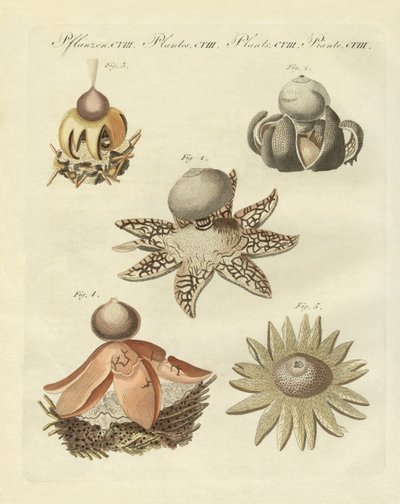 德国 geaster （彩色雕刻） 作者 德国学校