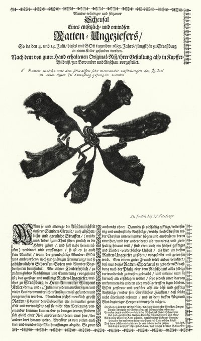1683 年在斯特拉斯堡捕获的巨鼠（雕刻） 作者 德国学校