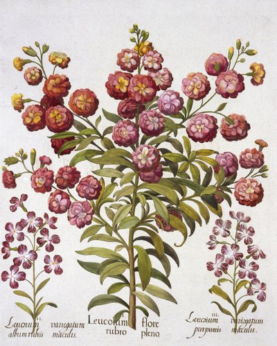 GillyflowerGilliflower，来自Hortus Eystettensis，由Basil Besler（1561-1629），酒吧。 1613（手工雕刻） 作者 德国学校