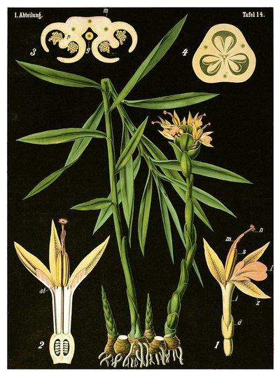 生姜（Zingiber officinale Roscoe）c.1890（彩色石版画） 作者 德国学校
