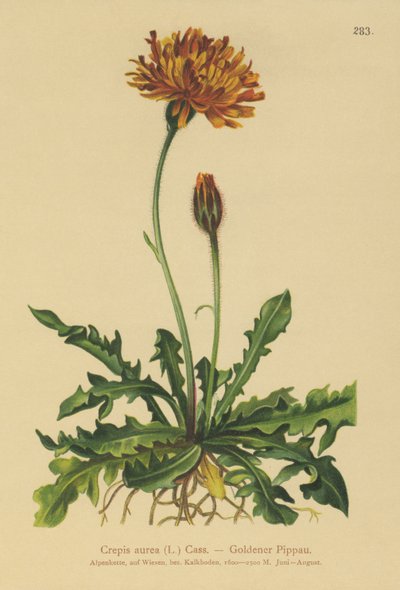 金鹰 - 胡须（Crepis aurea） 作者 德国学校