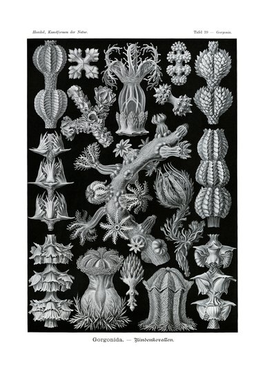Gorgonida，1899-1904 作者 德国学校