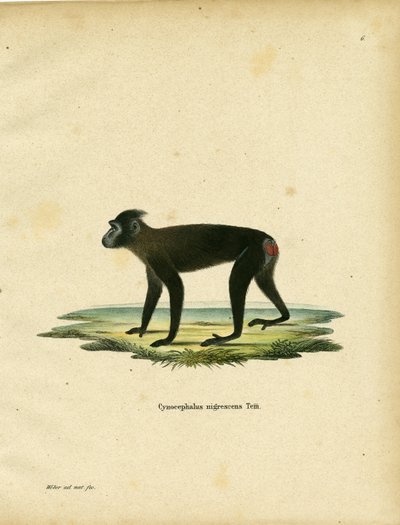 Gorontalo 猕猴（彩色雕刻） 作者 德国学校