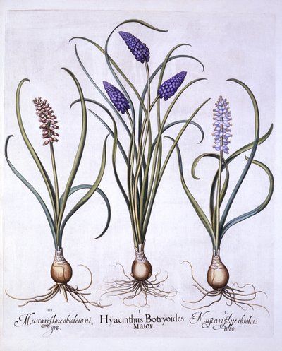 葡萄风信子，来自Hortus Eystettensis，由Basil Besler（1561-1629），酒吧。 1613（手工彩色雕刻） 作者 德国学校