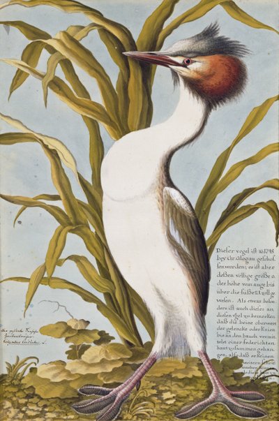 大凤头Gre Pod（Podiceps cristatus）c.1748（纸上wc） 作者 德国学校