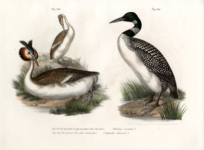伟大的凤头Gre ,, 1864年 作者 德国学校