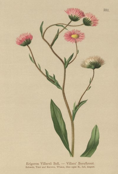 希腊Fleabane（Erigeron Villarsii，Erigeron atticus） 作者 德国学校