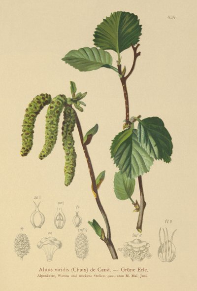 绿桤木（Alnus viridis） 作者 德国学校