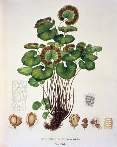 Gymnogramme Reniformis，表 XXVI，来自 Johann Baptist Von Spix 和 Carl Friedrich Von Martius 的“Plantarum Cryptogamicarum Brasiliensium” 作者 德国学校