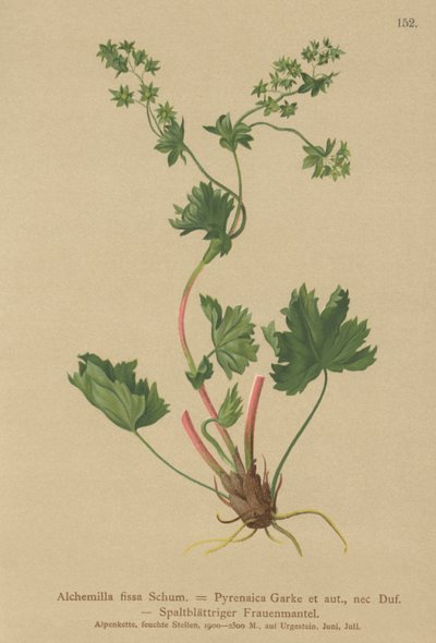 无毛女士地幔（Alchemilla fissa，Alchemilla Pyrenaica） 作者 德国学校