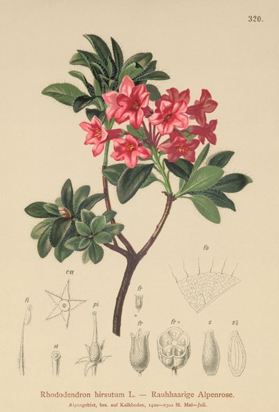 毛茸茸的Alpenrose（Rhododendron hirsutum） 作者 德国学校