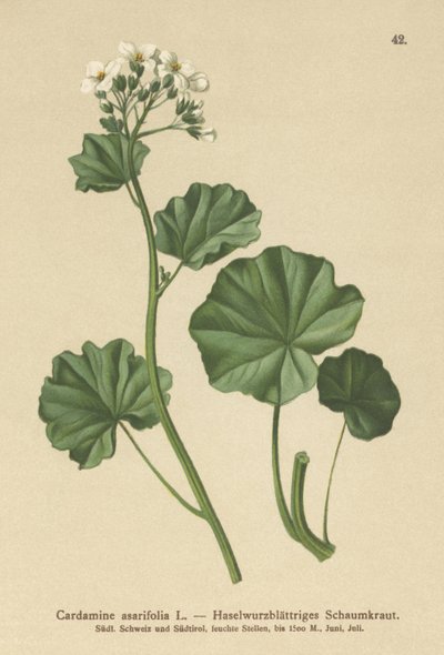 毛茸茸的苦瓜（Cardamine asarifolia） 作者 德国学校