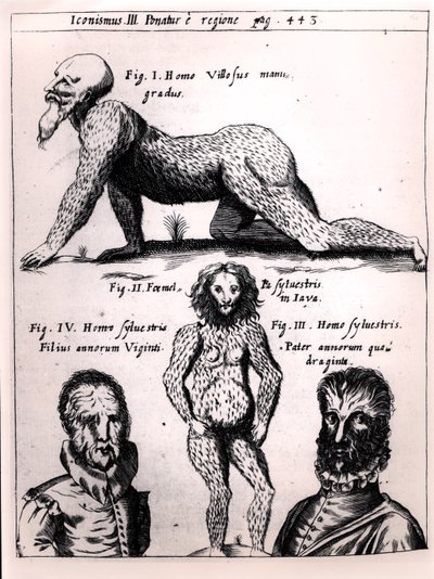 多毛的男人和野人，插图来自Physica Curiosa by Gaspar Schott（1608-66） 作者 德国学校