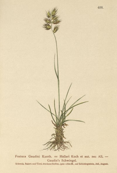 Hallers Fescue（Festuca Gaudini，Festuca Hallerie） 作者 德国学校