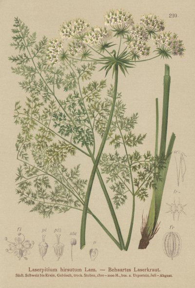 Hallers Sermountain（Laserpitium hirsutum，Laserpitium states，Laserpitium panax） 作者 德国学校