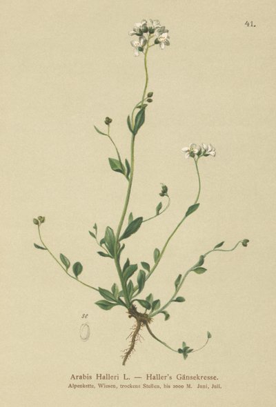 Hallers Wall-cress 作者 德国学校