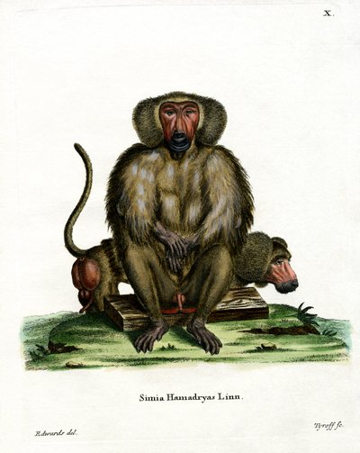 Hamadryas Baboon（彩色雕刻）。 作者 德国学校