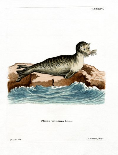 Harbor Seal (coloured engraving) 作者 德国学校