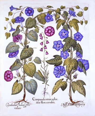 Harebell和Convovulus，来自Hortus Eystettensis，由Basil Besler（1561-1629），酒吧。 1613（手工彩色雕刻） 作者 德国学校