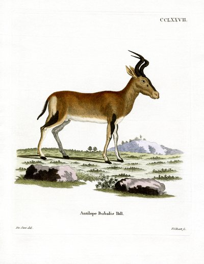 Hartebeest （彩色雕刻） 作者 德国学校