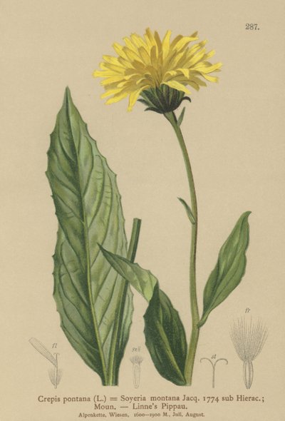 老鹰胡子（Crepis bocconi，Crepis pontana，Crepis montana，Hieracium montanum，Soyeria montana） 作者 德国学校