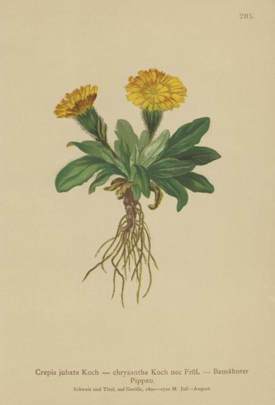老鹰胡子（Crepis jubata，Crepis rhaetica） 作者 德国学校