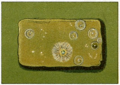 饮用水中健康的细菌水平，c.1890（彩色石版画） 作者 德国学校