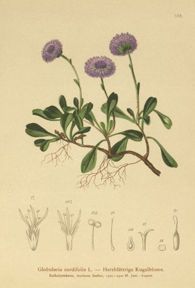 心叶地球雏菊（Globularia cordifolia） 作者 德国学校