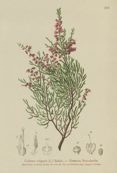 希瑟（Calluna vulgaris） 作者 德国学校