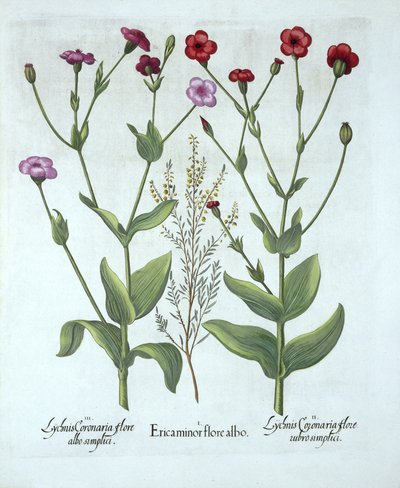 Heather和两种Lychnis，来自Hortus Eystettensis，由Basil Besler（1561-1629），酒吧。 1613（手工雕刻） 作者 德国学校