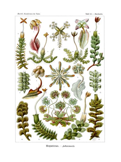 Hepaticae，1899-1904 作者 德国学校