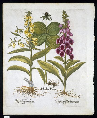 Herb Paris（Solanum quadrifolium），Common Foxglove（洋地黄Purpurea）大黄毛地黄来自Hortus Eystettensis by Basil Besler（1561-1629）pub 1613（手工彩色雕刻） 作者 德国学校