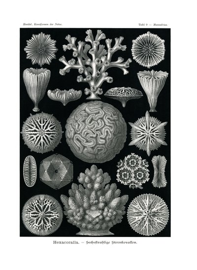 Hexacoralla，1899-1904 作者 德国学校