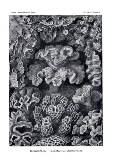 Hexacoralla，1899-1904 作者 德国学校