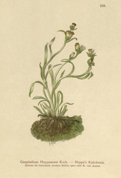 Hoppes Cudweed（Gnaphalium Hoppeanum，Omalotheca hoppeana） 作者 德国学校