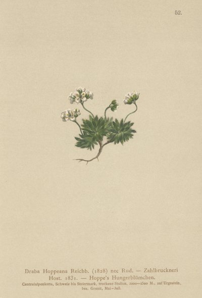 Hoppes Whitlow-grass（Draba Hoppeana，Draba Zahlbruckneri） 作者 德国学校