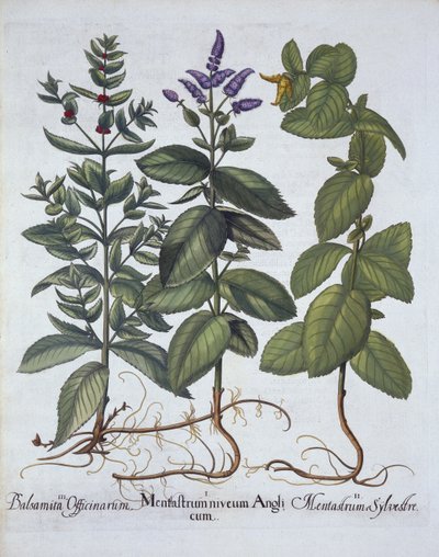 来自Hortus Eystettensis的Horsemint和Spearmint，由Basil Besler（1561-1629），酒吧。 1613（手工雕刻） 作者 德国学校