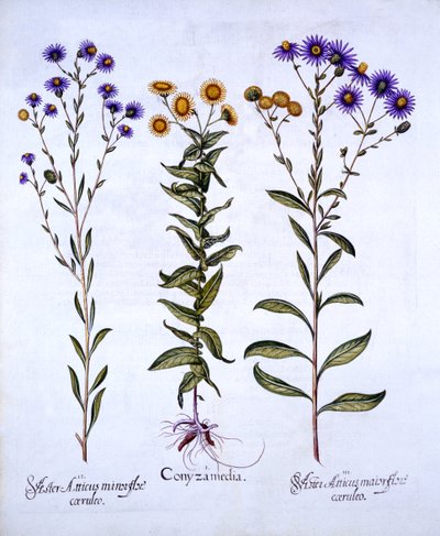 HorseweedButterweedFleabane和欧洲Michaelmas Daisies，来自Hortus Eystettensis，由Basil Besler（1561-1629），酒吧。 1613（手工彩色雕刻） 作者 德国学校