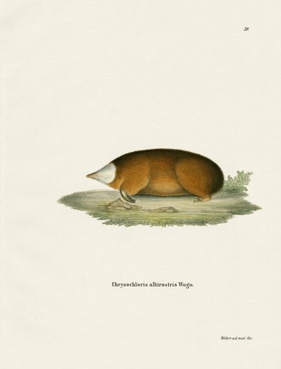 Hottentot 金鼹鼠（彩色雕刻） 作者 德国学校
