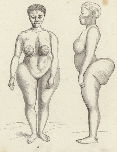 霍屯督人的维纳斯（雕版画 作者 德国学校