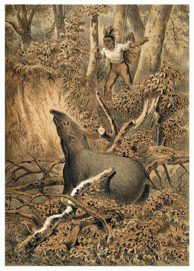 Illustration, Indian hunting tapir in Amazon forest. In “” De Bootslieden der Amazon-River””, Karl Muller, Netherlands 作者 德国学校