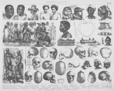Illustration for Bilder-Atlas: Races and skulls (engraving) 作者 德国学校
