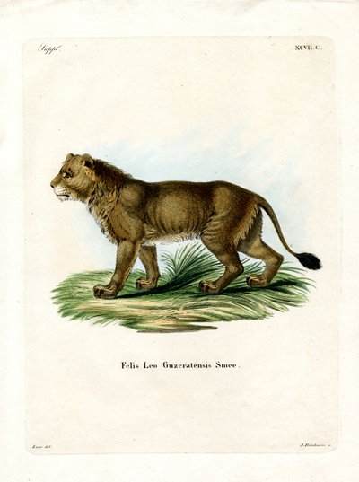 Indian Lion (coloured engraving) 作者 德国学校