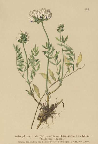 印度Milkvetch（黄芪，黄芪，Phaca australis） 作者 德国学校