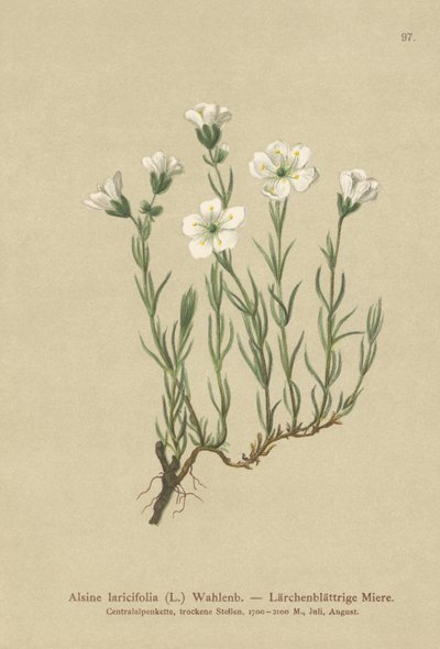 内蒙古高山草（Alsine laricifolia，Minuartia laricifolia，Arenaria laricifolia） 作者 德国学校