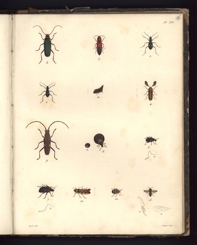 Insecta，Pl.XVI，“动物学和比较解剖学观察汇编”的插图，在大西洋地区，新大陆内陆和南海制造了179年 作者 德国学校