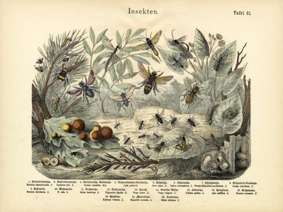 昆虫，c.1860 作者 German School